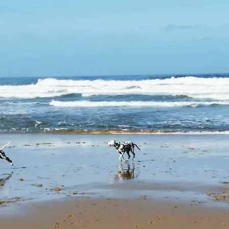 Mega Ocean Magoito -