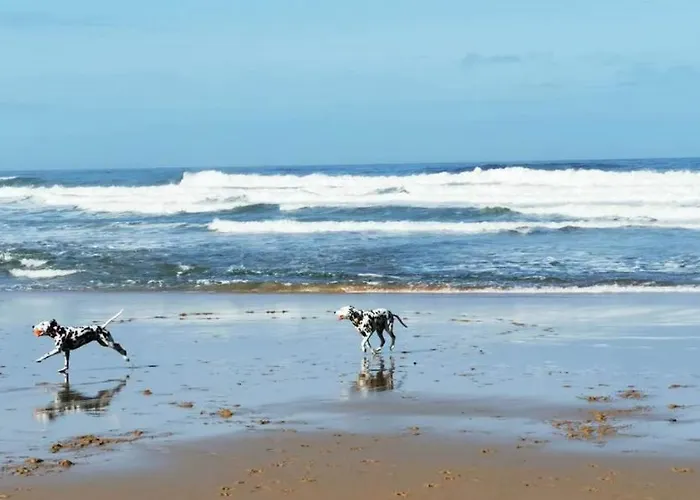 Mega Ocean Magoito -